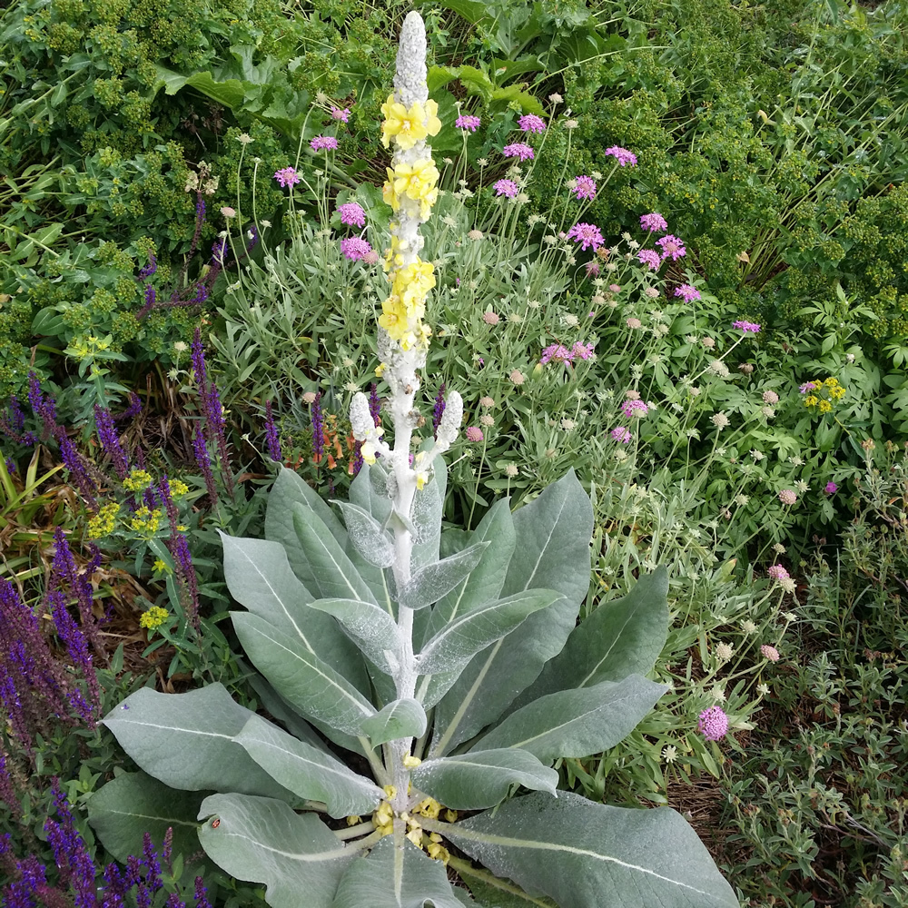 Silver mullein, showing rosette of silver leaves and stalk of yellow flowers.