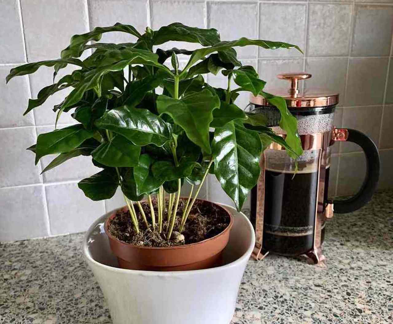 Young coffee plants