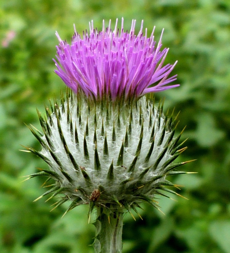 Cotton thistle