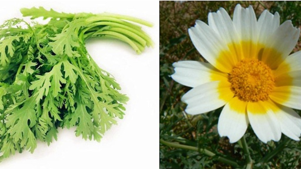 garland chrysanthemum
