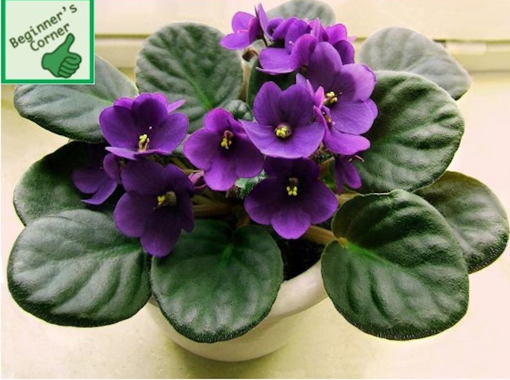 African violet with single purple flowers