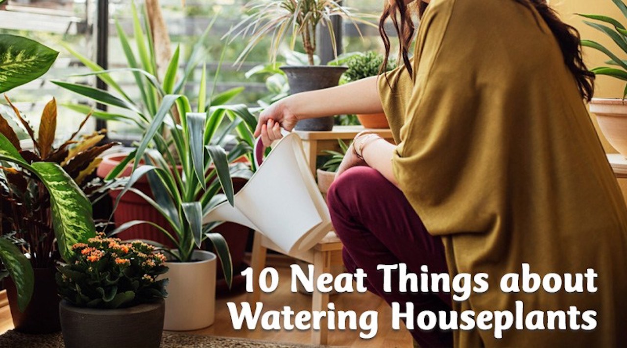 Woman watering houseplants with white plastic watering can.