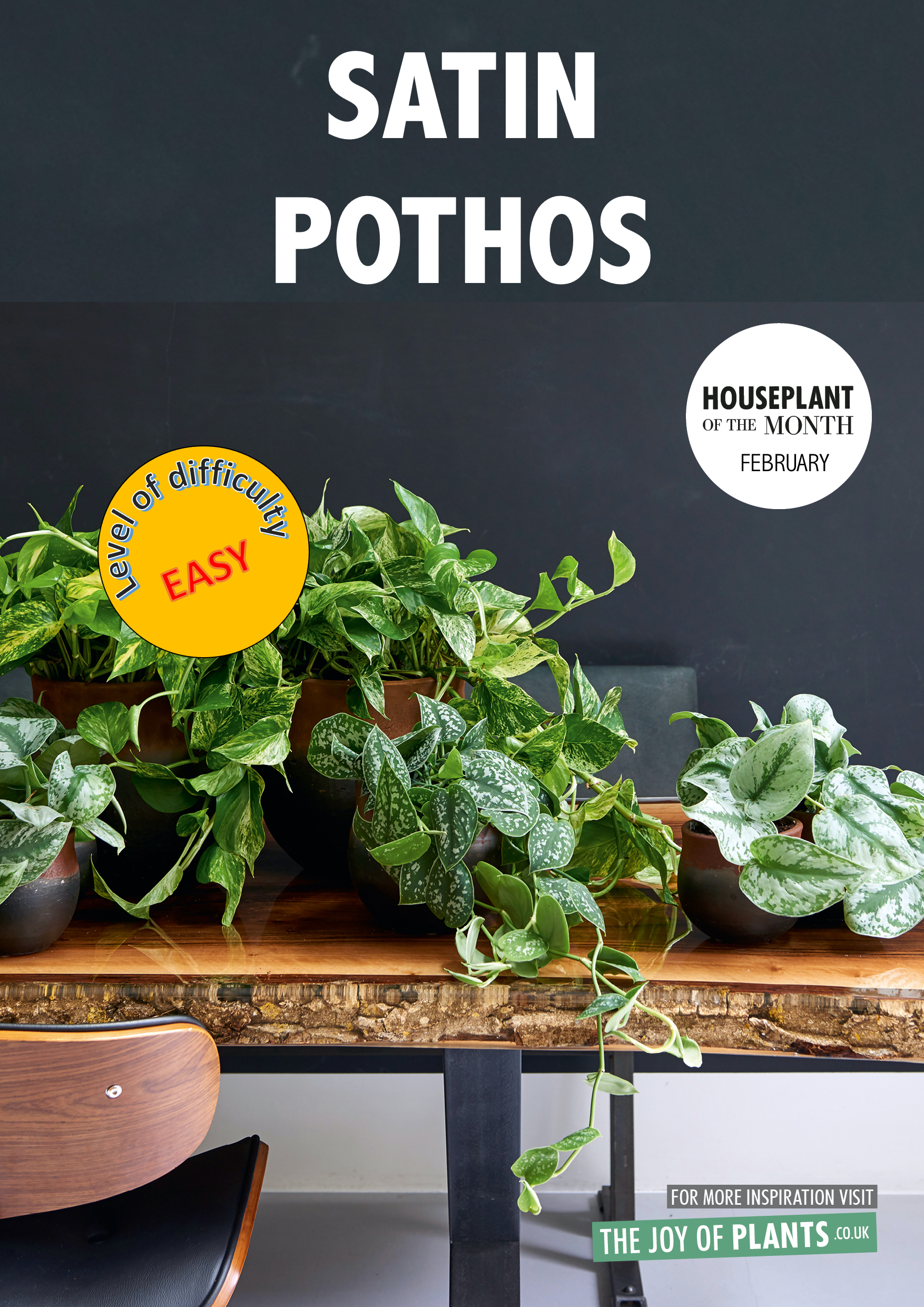 poster showing different cultivars of satin pothos on a wooden table