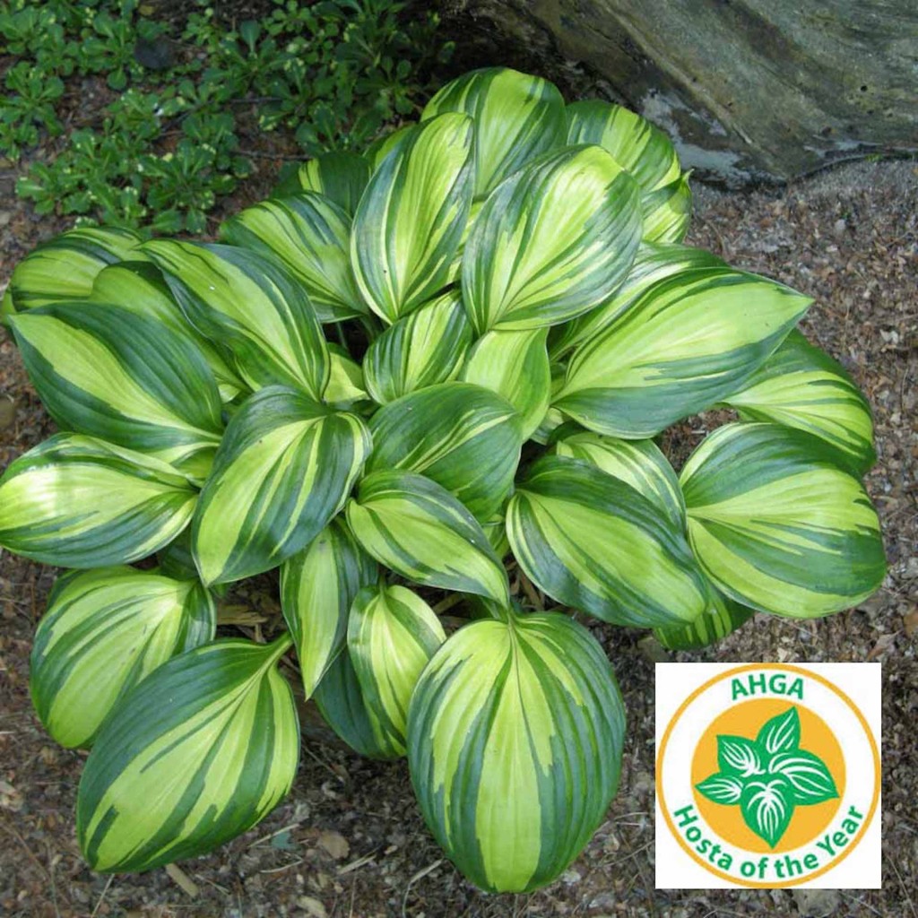 Hosta with broad, dark green leaves heavily striped with greenish yellow, bears logo Hosta of the Year.