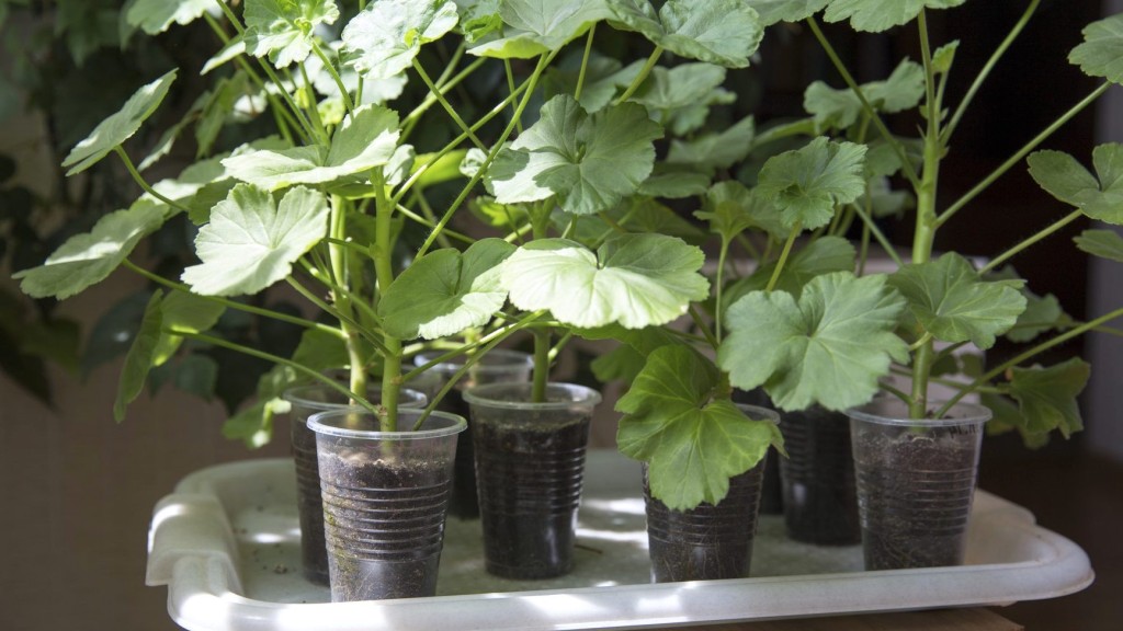 Pelargonium cuttings rooting in clear plastic drinking cups.