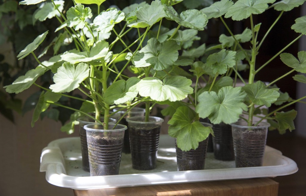 Pelargonium cuttings rooting in clear plastic drinking cups.