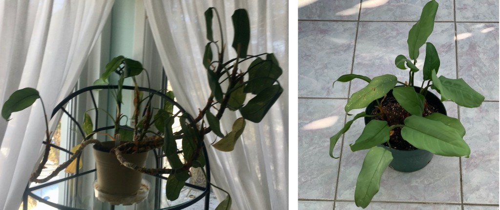 Before photo showing straggly plante, after photo showing dense, symmetrical plant.