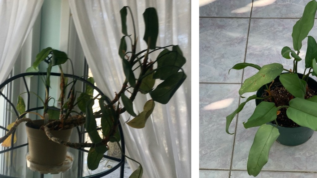 Before photo showing straggly plante, after photo showing dense, symmetrical plant.