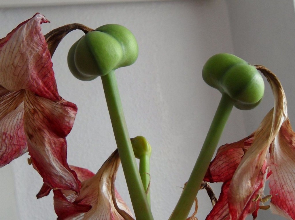 Green capsules forming on an amaryllis.