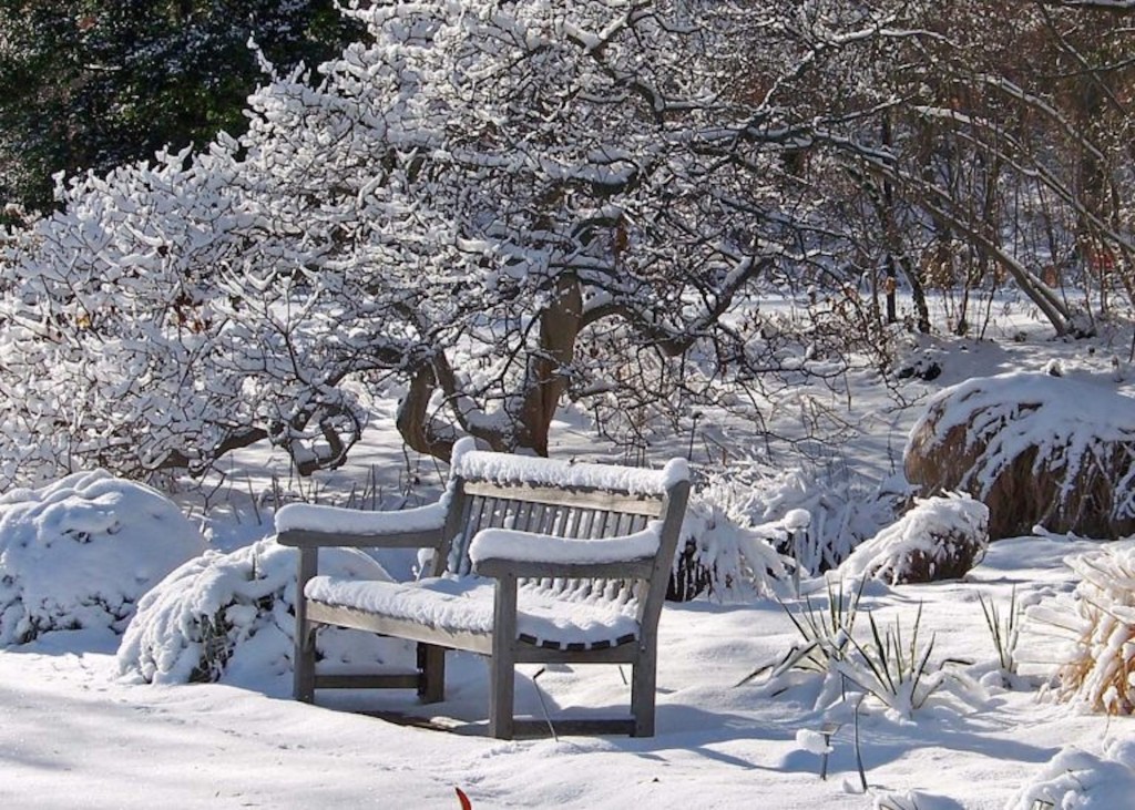 Snow-covered garden with a bench in the foreground