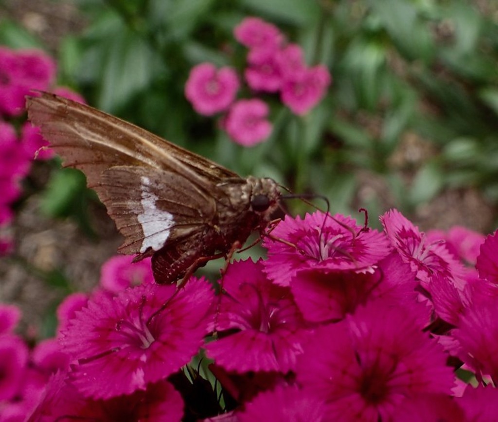 Heirloom flowers such as sweet william (above), love-in-a-mist and love-lies-bleeding offer romance, drama, and fragrance to the garden, and they draw pollinators!