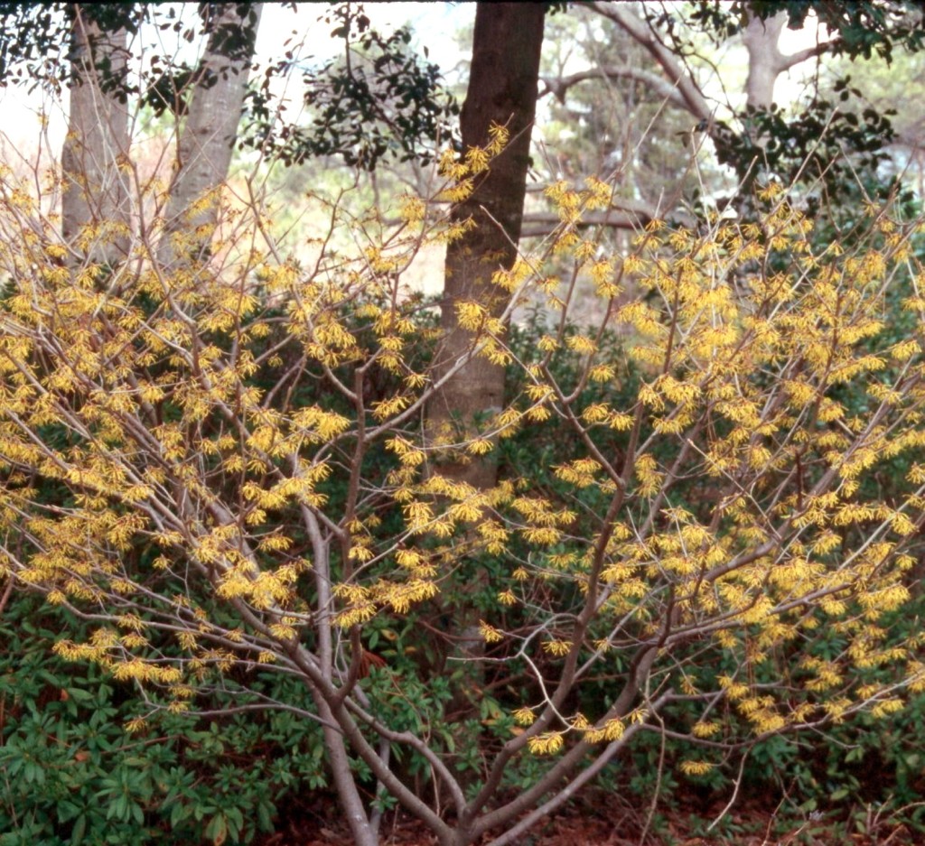 American witch-hazel in bloom in fall, yellow flowers.