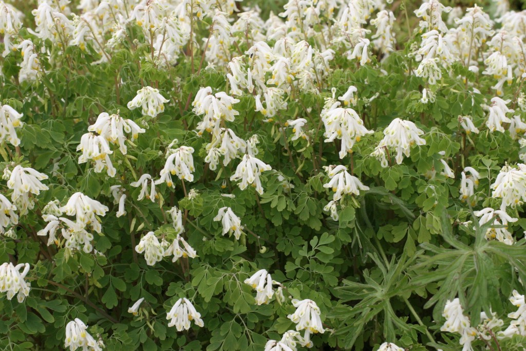 Abundant whitish flowers over deeply cut leaves of white corydalis