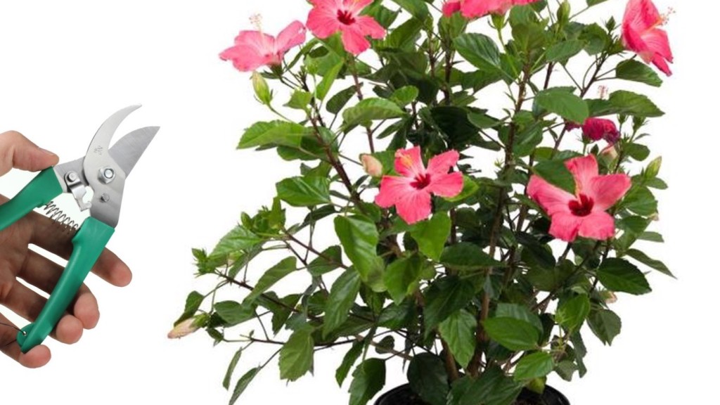 Hibiscus plant with pink flowers, Hand holding pruning shears.