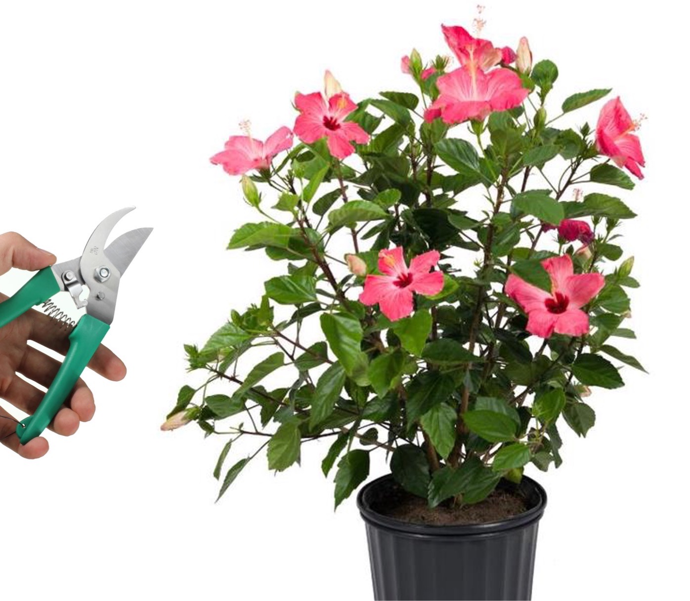 Hibiscus plant with pink flowers, Hand holding pruning shears.