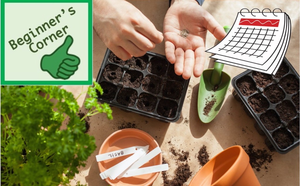 Hand sowing seeds in cell pack.