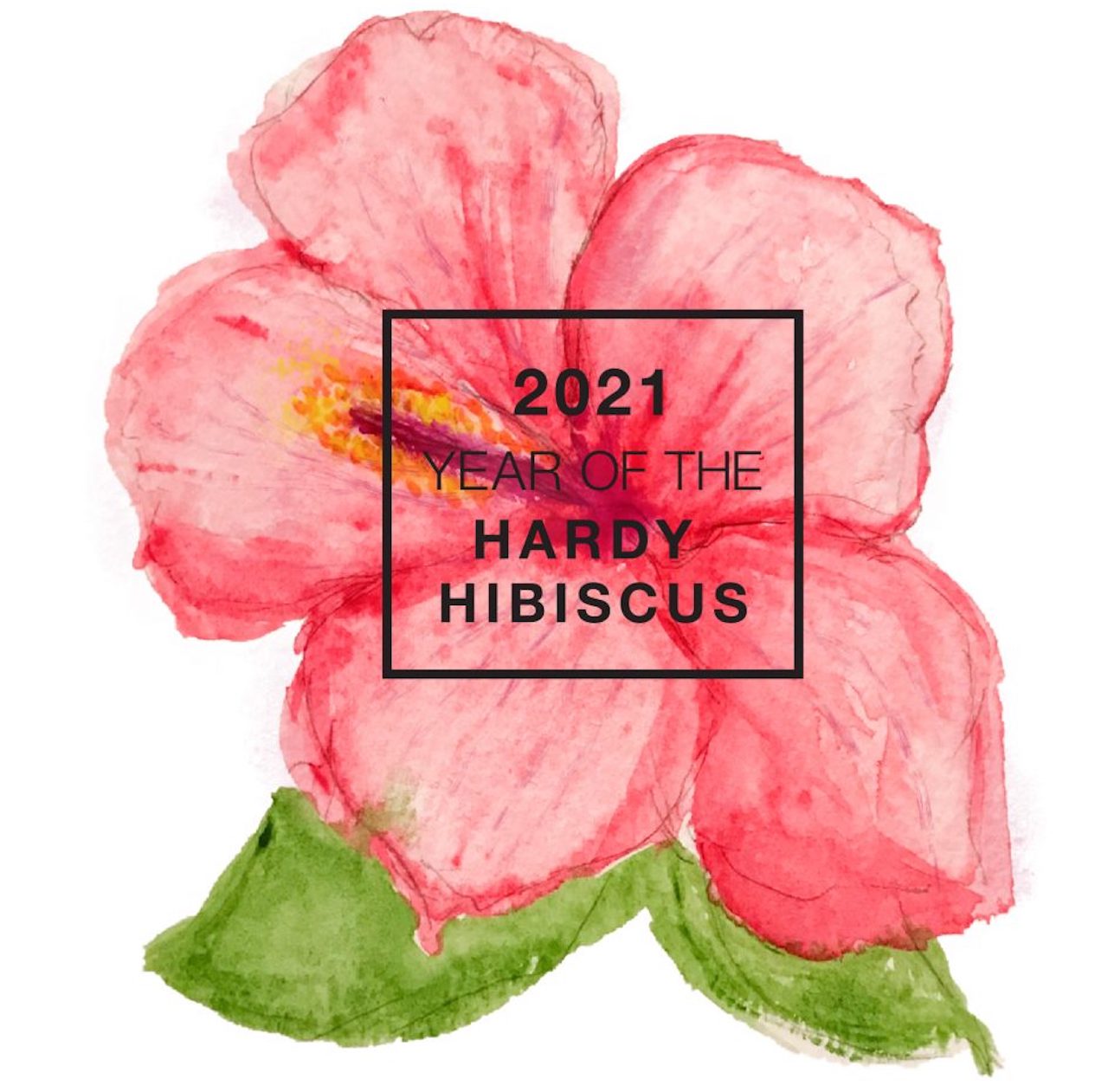 Reddish pink water color of hibiscus flower marked 2021 Year of the Hardy Hibiscus