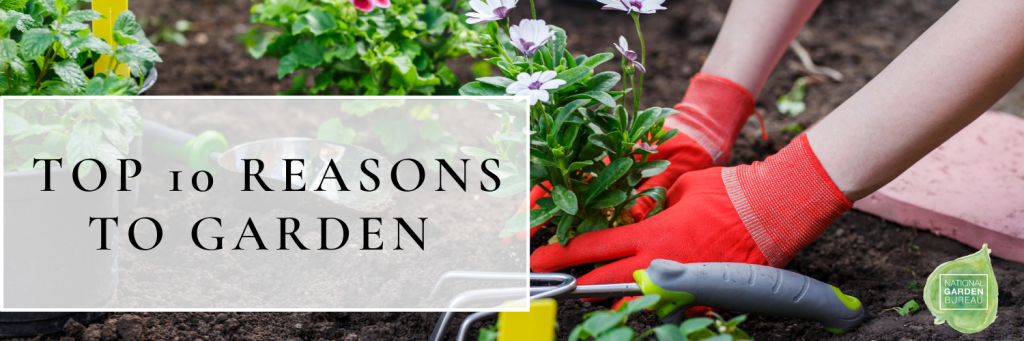 Gloved hands planting annuals.