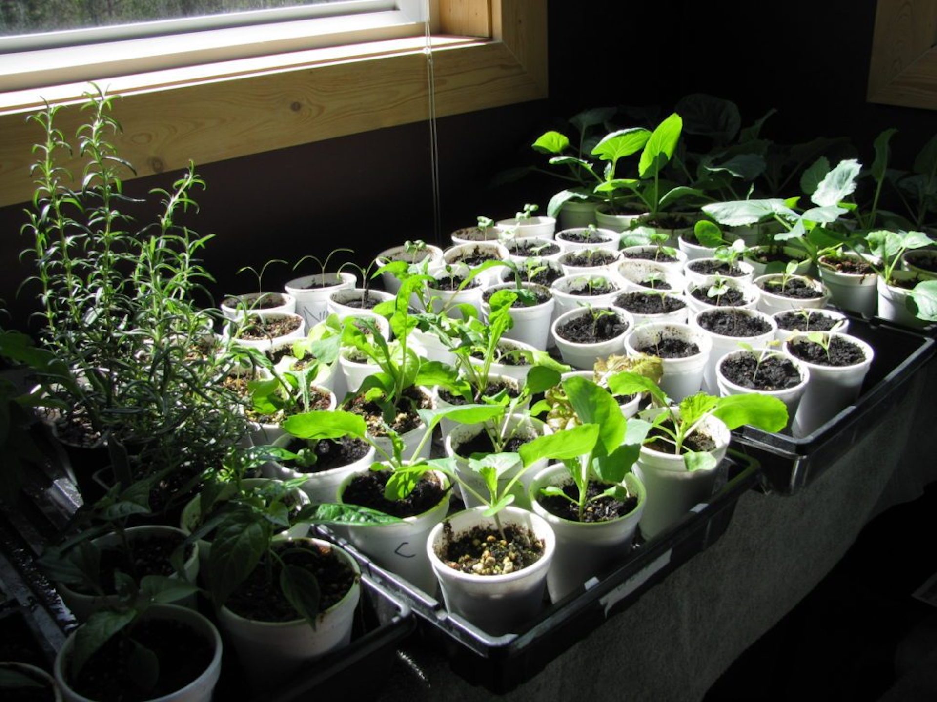 Plastic cups used for seedlings.