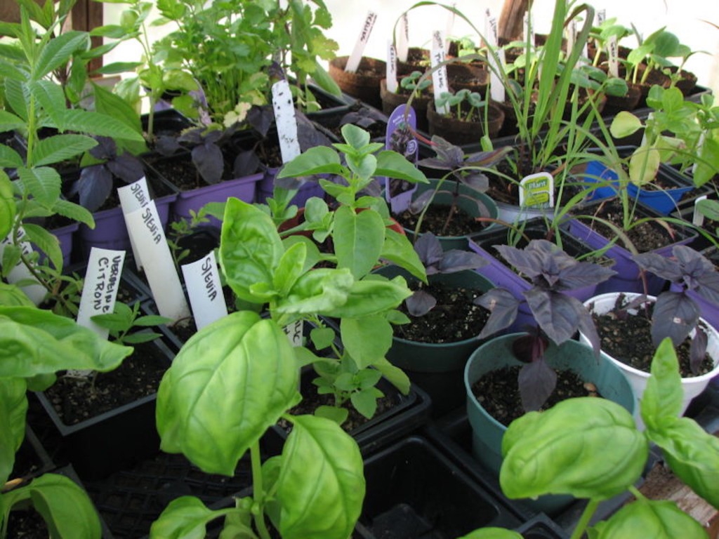 Herb seedlings in a cell tray