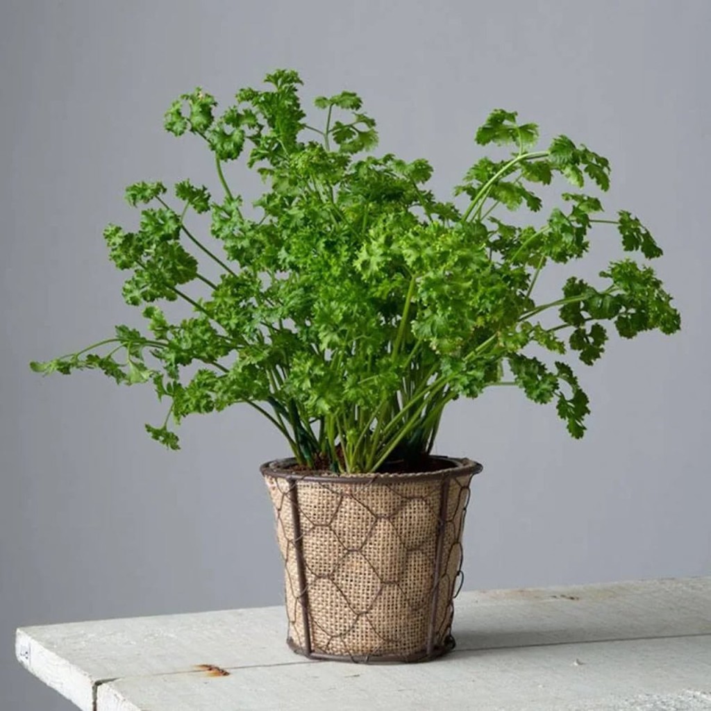 Curly parsley in a textured pot.