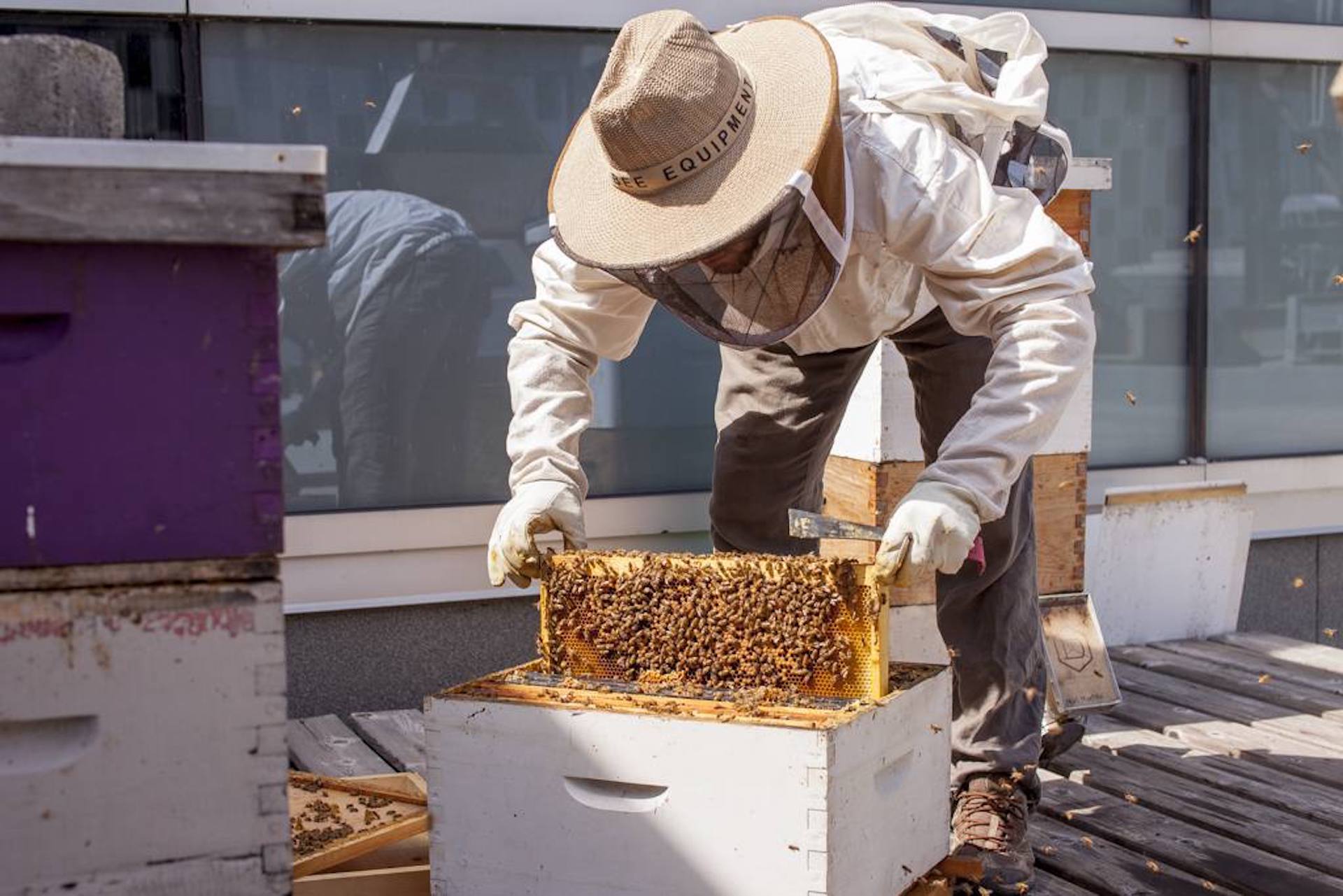 Beekeeper on a rooftop beehive.