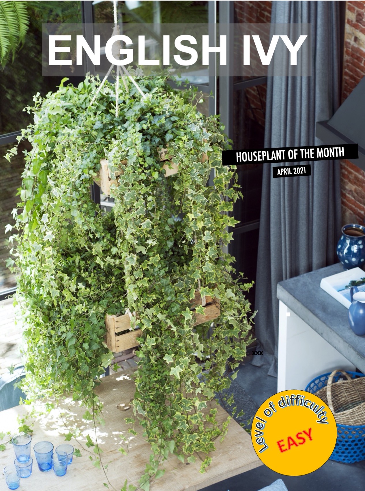 English Ivy April 2021 Houseplant of the Month Laidback Gardener