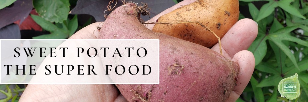 Sweet potato tuber