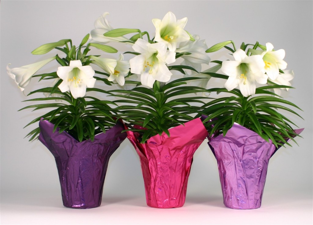 Easter lilies in pots
