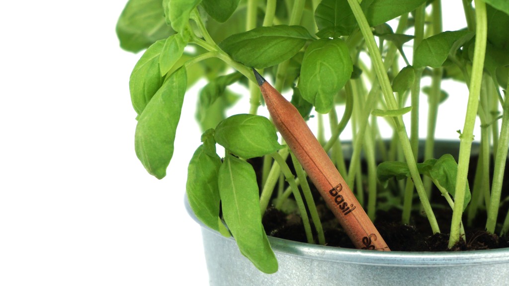 Pencil inserted into pot with basil plants sprouting.