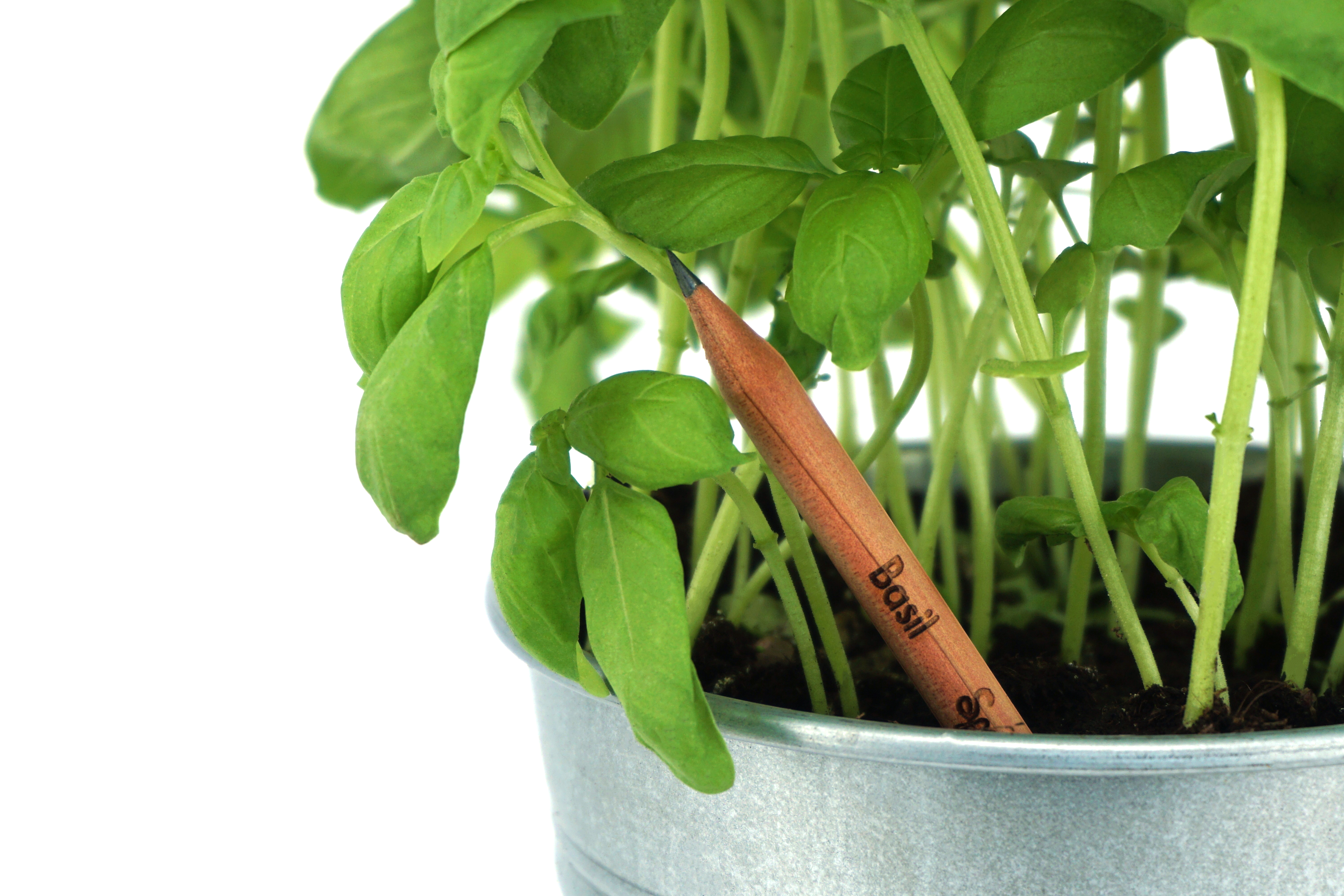 Pencil inserted into pot with basil plants sprouting.