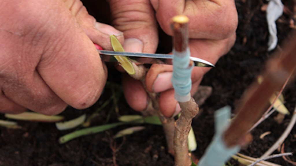 Graft on an apple tree.