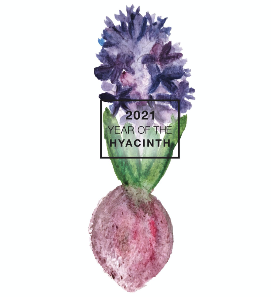 Water color of purple hyacinth with bulb.