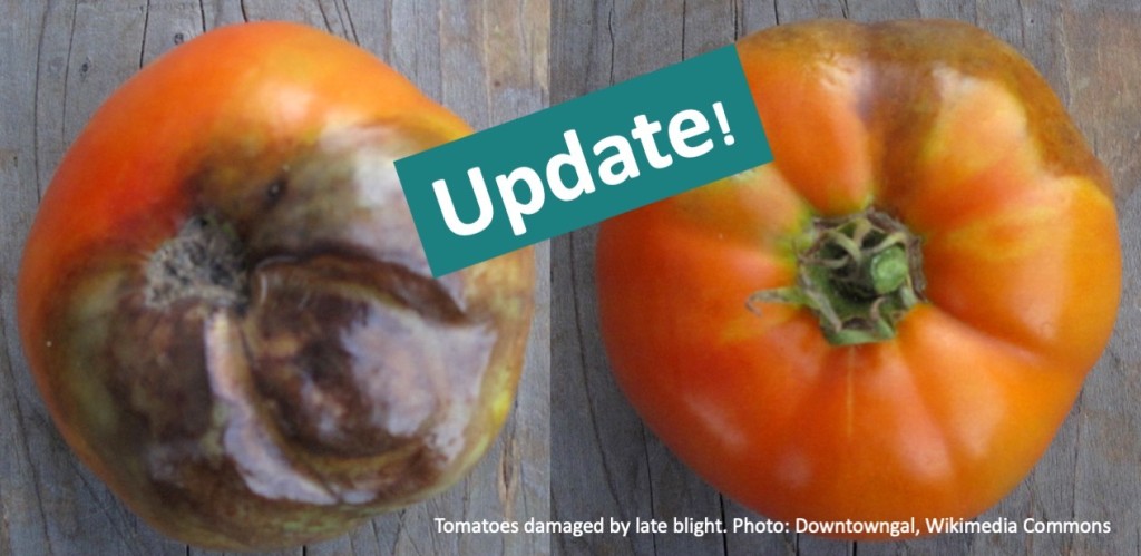 Tomatoes showing rot from late blight