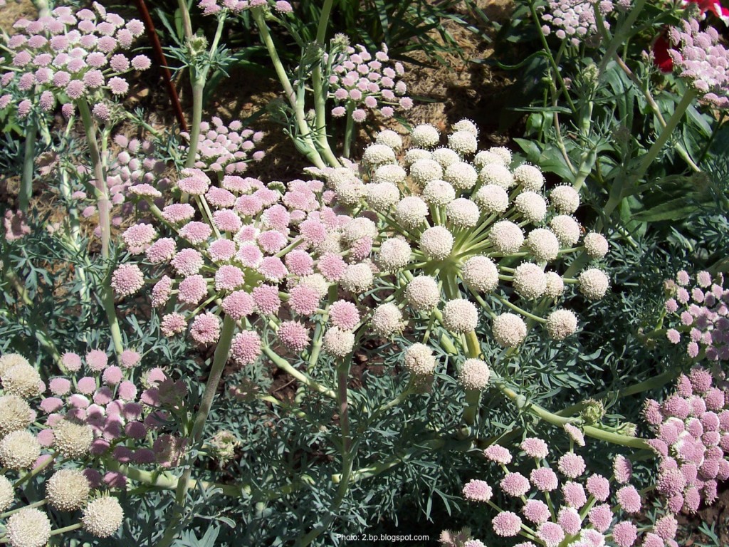 Pink and white flowers of the moon carrot.