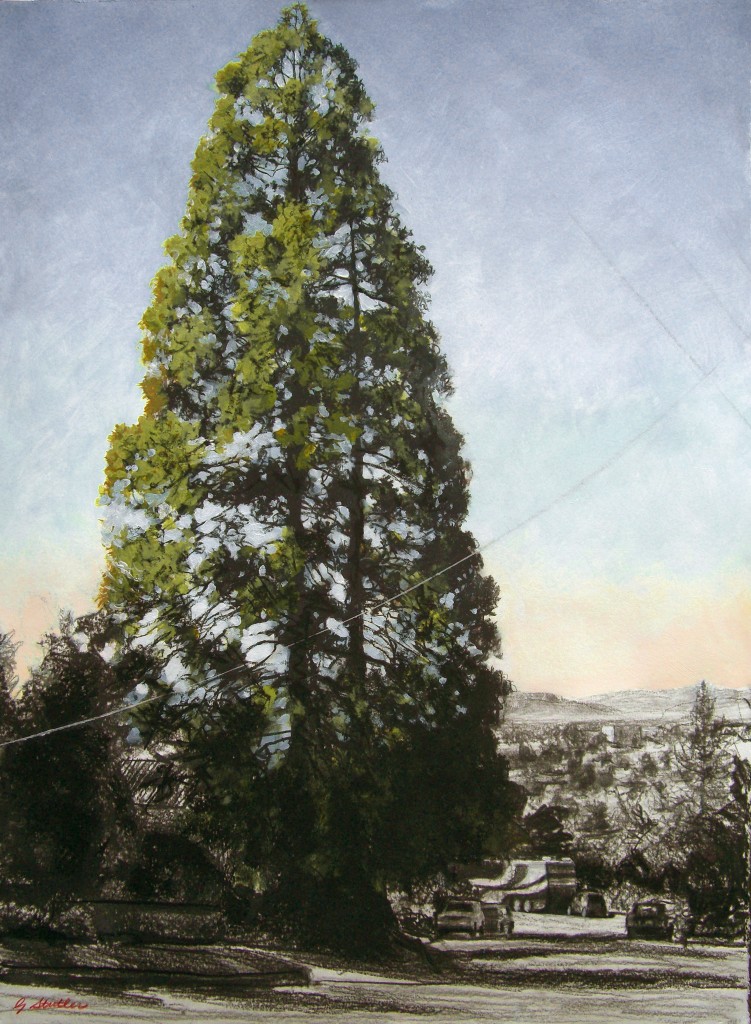 Painting of giant sequoia.