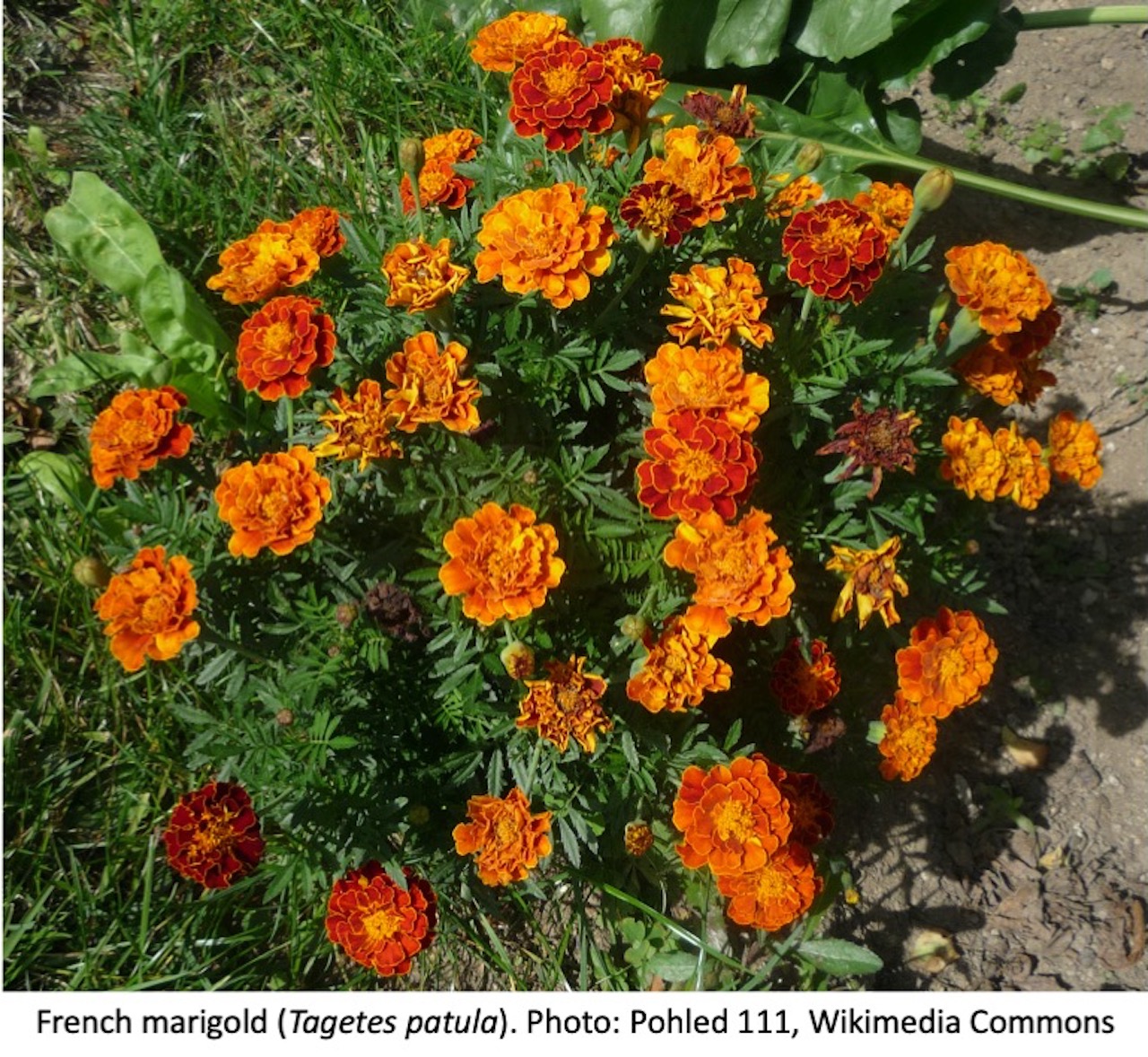 French marigold with orange flowers