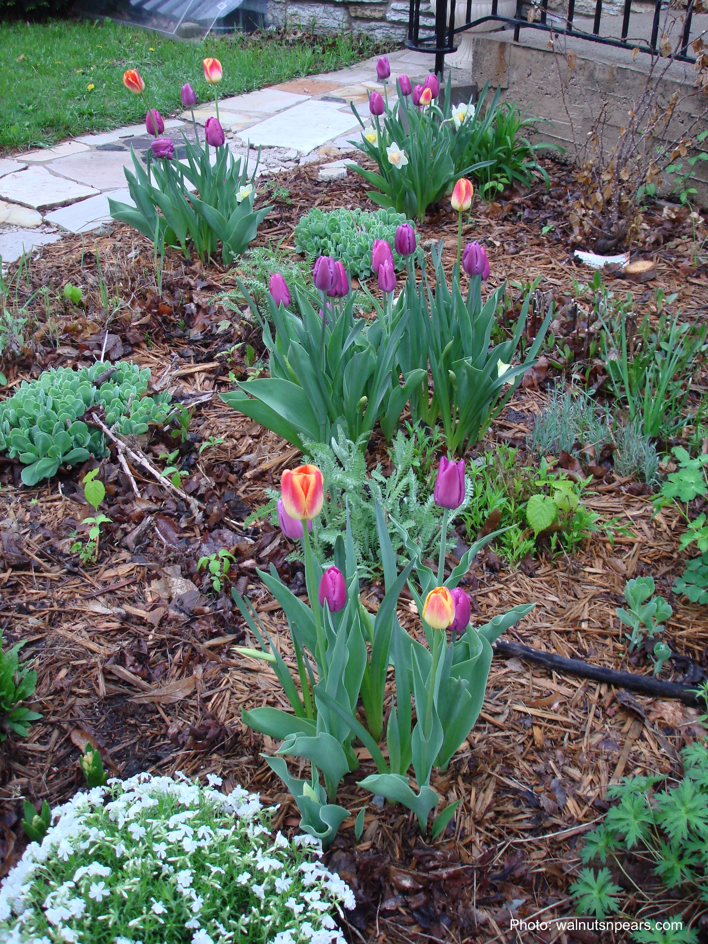 Flowerbed with clumps of tulips and daffodils