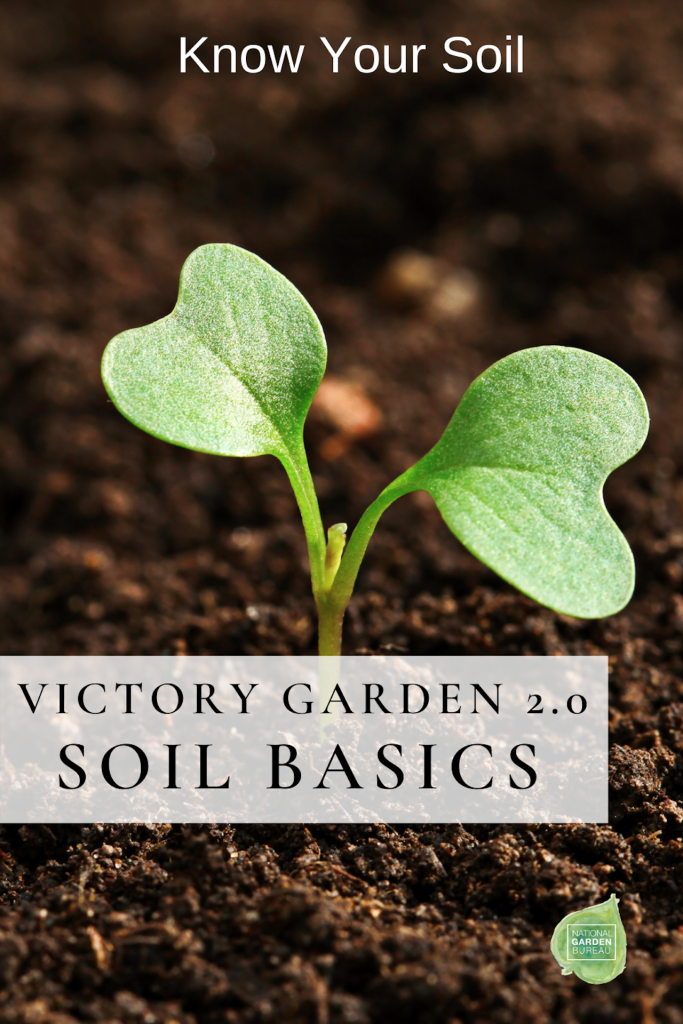 Seedling sprouting from fresh soil