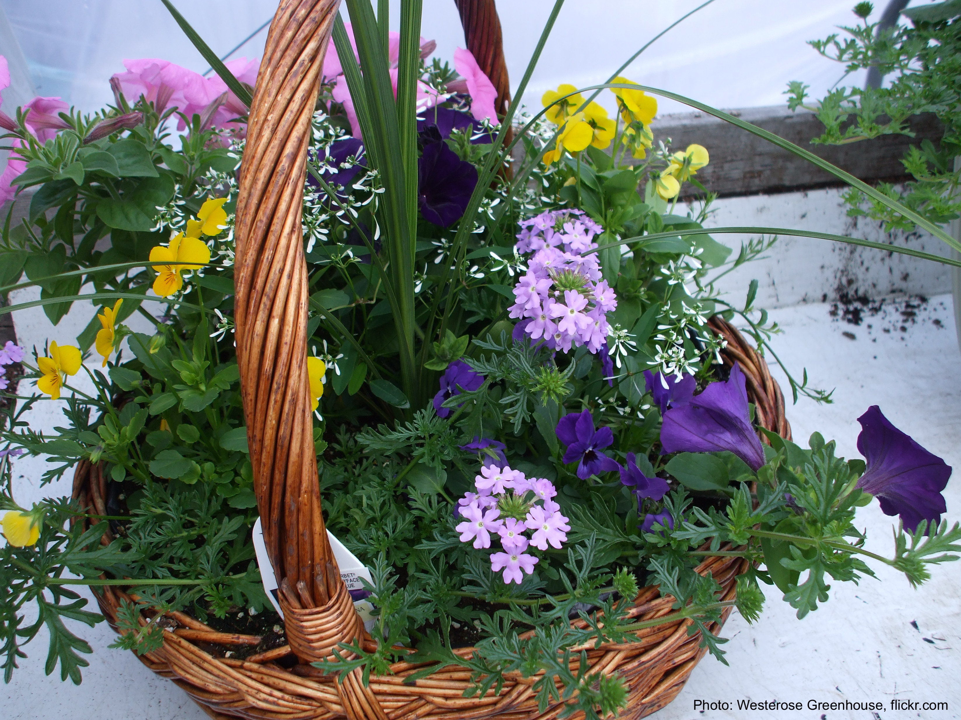 Wicker basket filled with annual flowers.