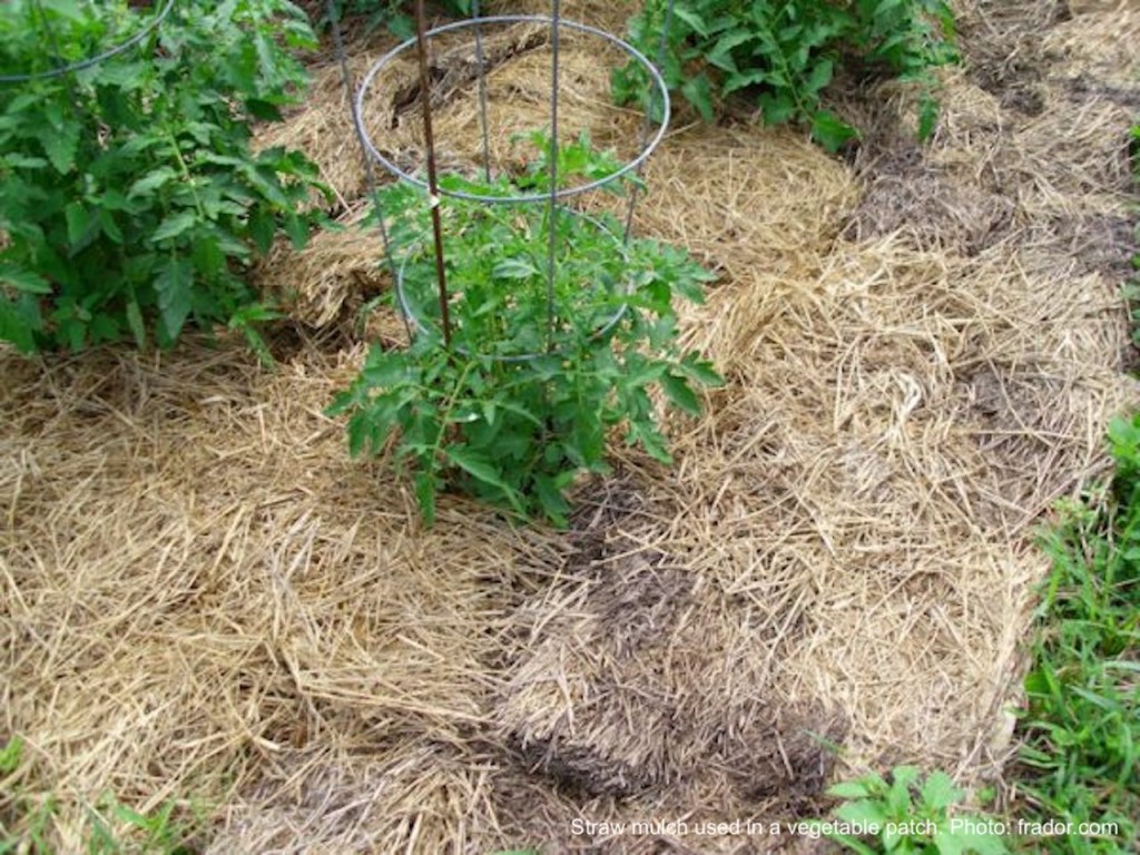 Straw mulch in a vegetable garden.