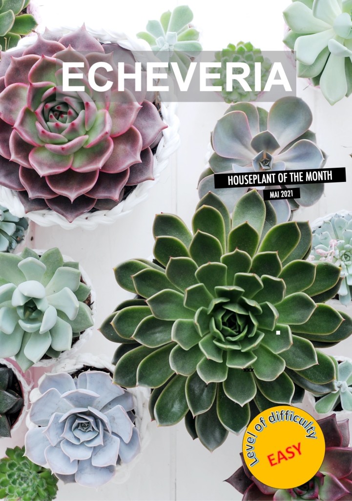 Collection of various echeverias of different sizes and colors.