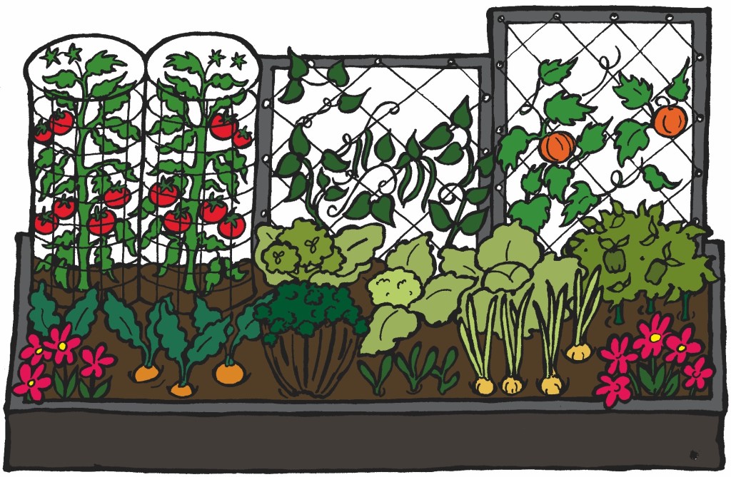 Illustration showing a raised vegetable bed.