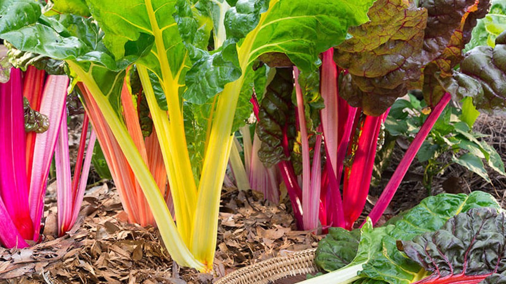 Swiss chard in various colors in the garden and also harvested leaves.