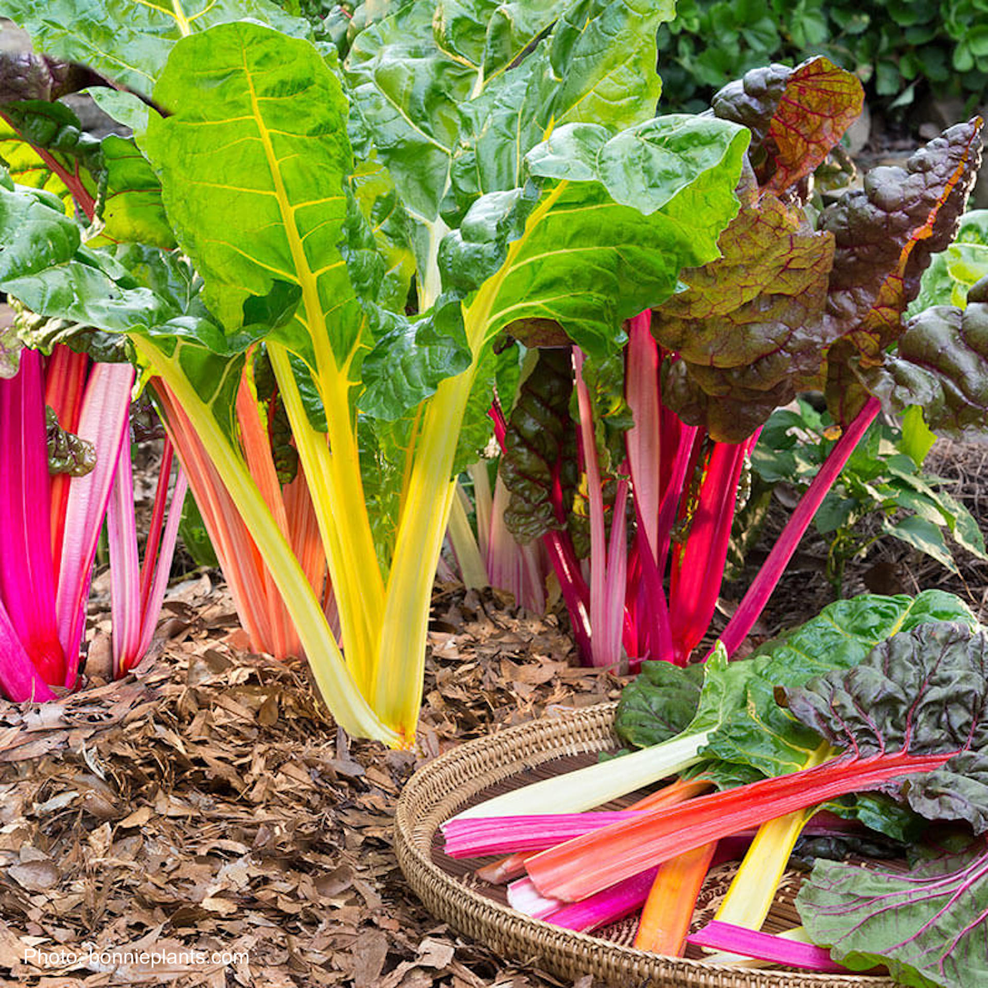 Swiss chard in various colors in the garden and also harvested leaves.
