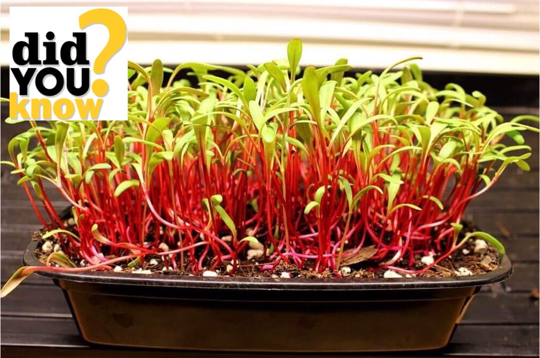 Swiss chard microgreens