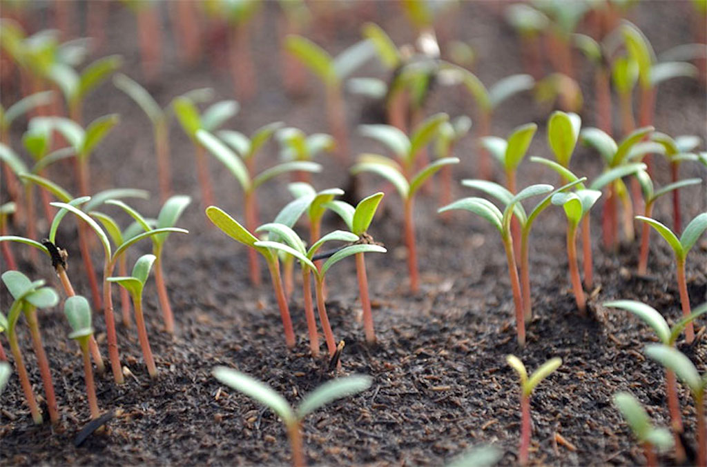 Swiss chard seedlings