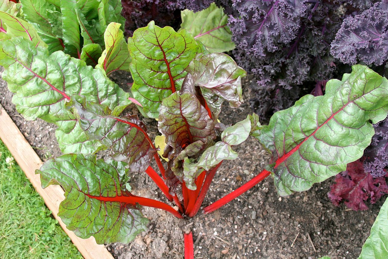 Red Swiss chard in a raised bed.