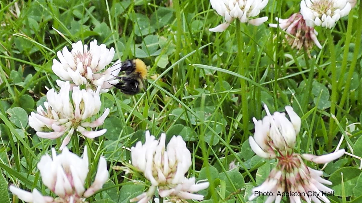 Bumblebee visiting lawn with white clover flowers.