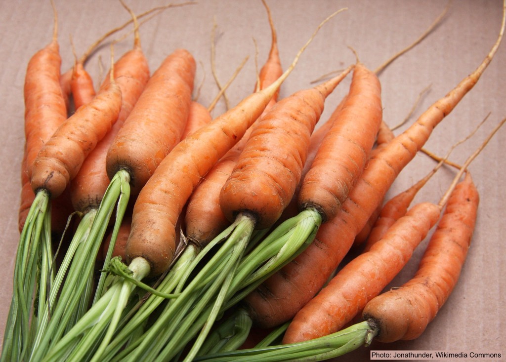 Harvested cleaned carrots with tops.